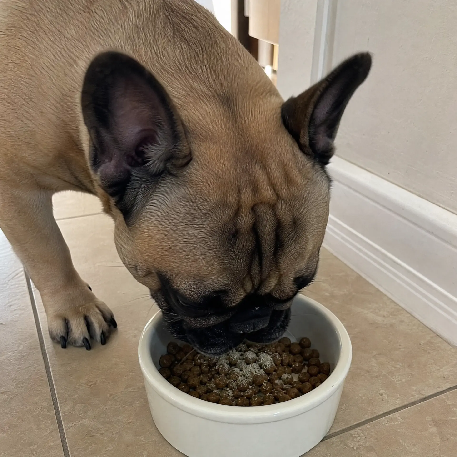 French bulldog eating kibble with dental powder sprinkled over it