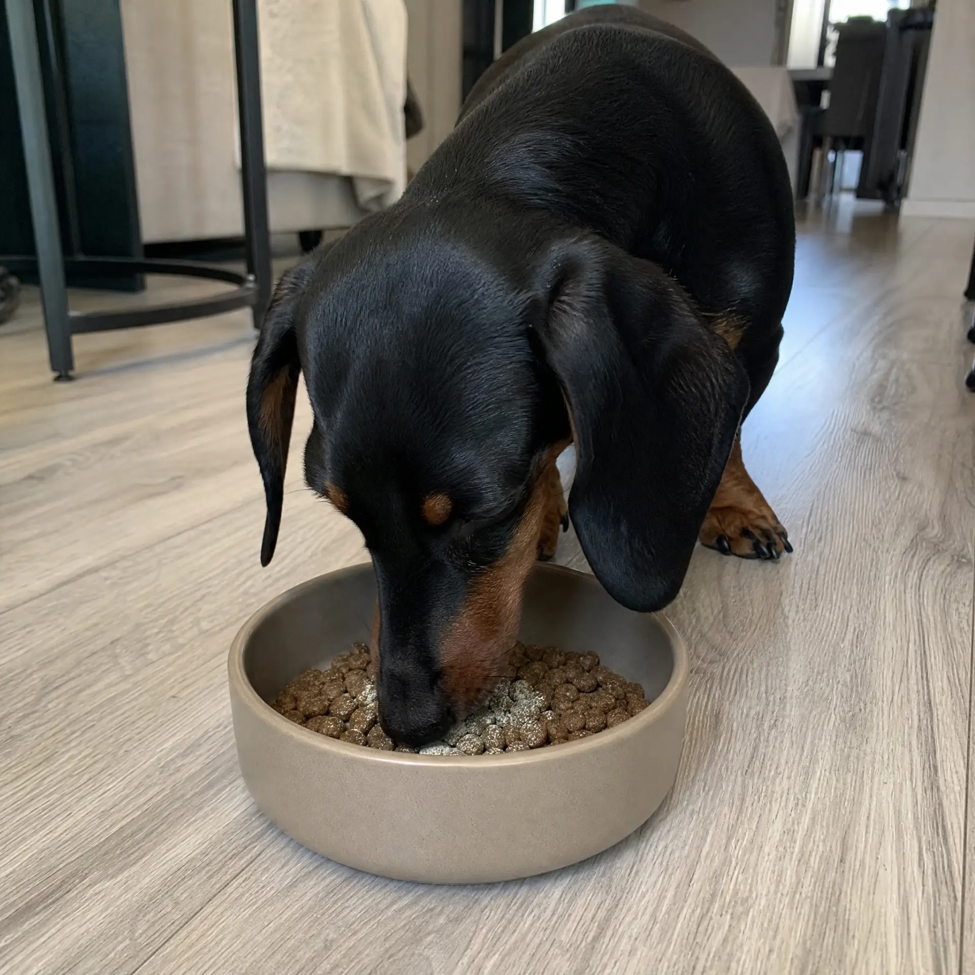 Dachshund eating kibble topped with CANIVORAE dental powder