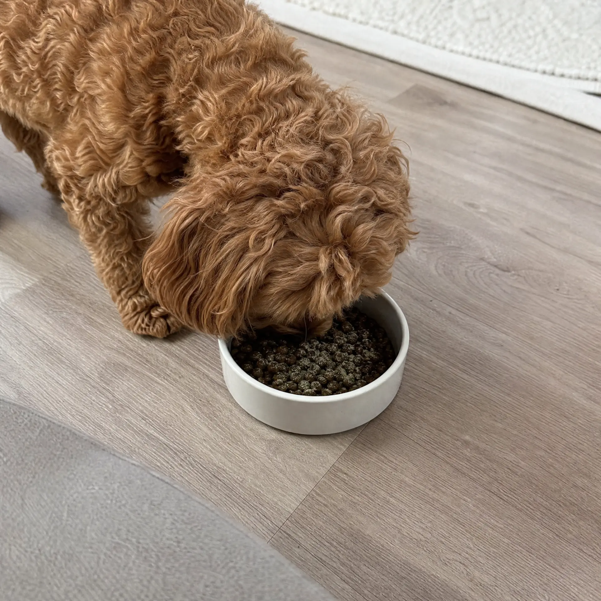 Cockapoo eating food with dental powder mixed in