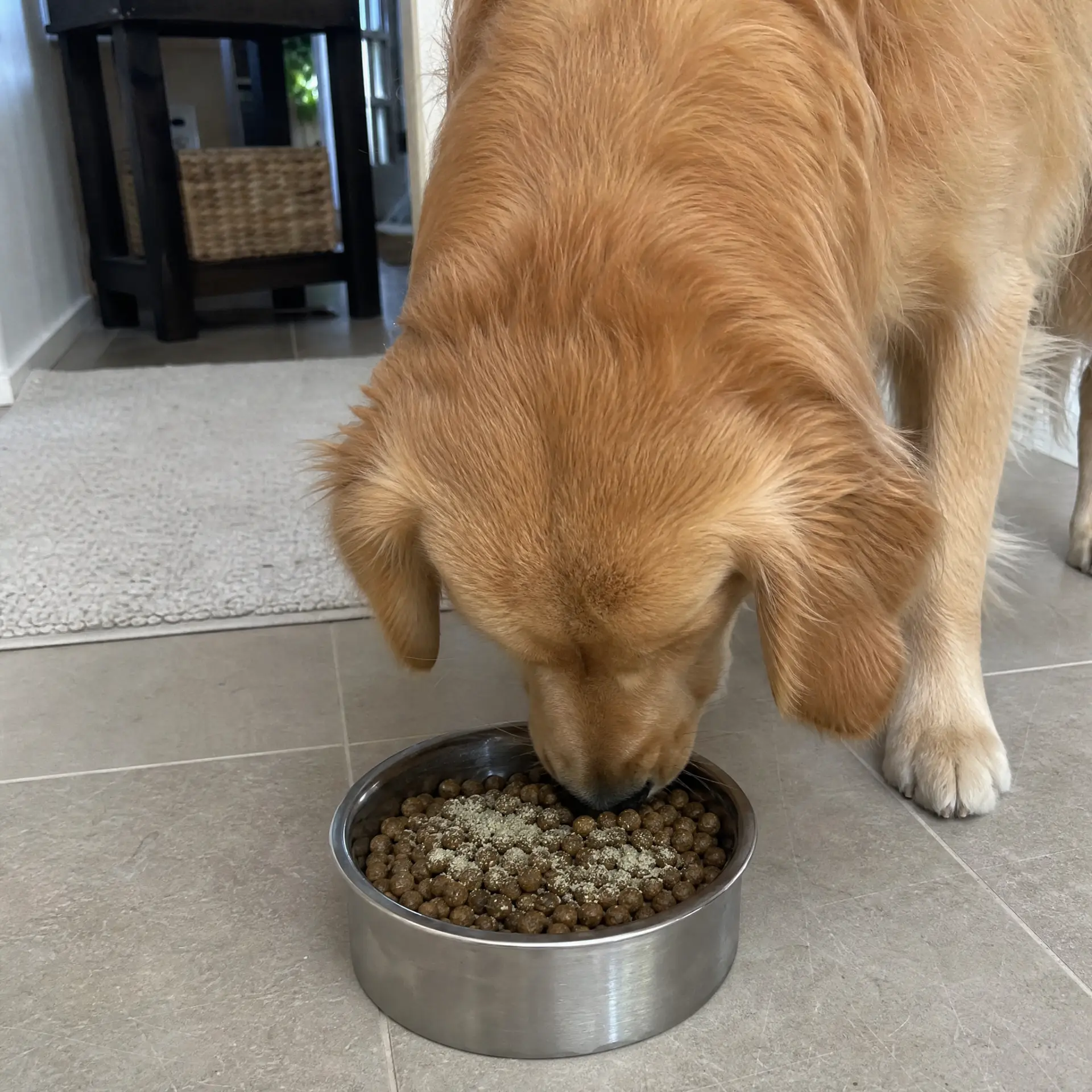 Golden retriever eating kibble with CANIVORAE dental powder sprinkled on top