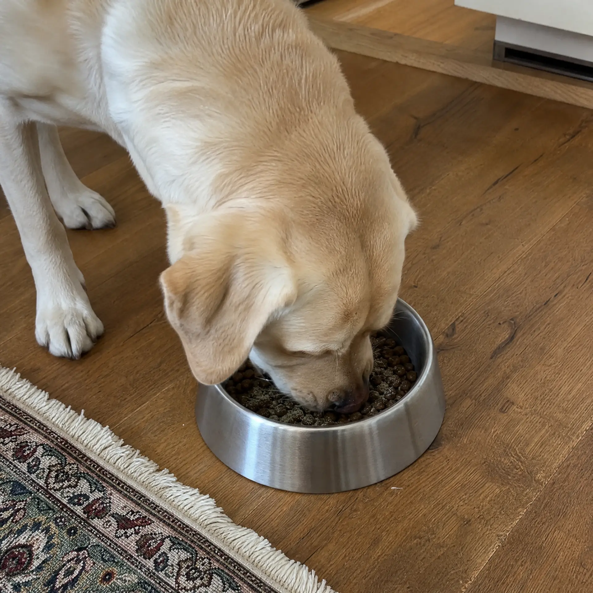Yellow labrador eating from a steel bowl with dental powder over the food